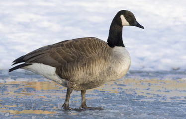 Barnacle goose on the ice
