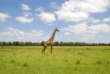 Naklejka na ściany i meble Giraffa nel Masai Mara