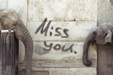 Elephants' Love © Victor zastol'skiy