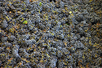 Weintrauben nach der Weinlese
