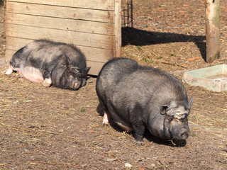 Hängebauchschweine