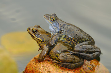 Springfrosch