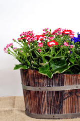 Cinerarie senecio cruentus Blume