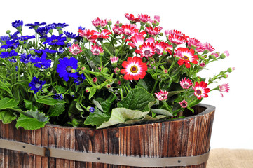 Cinerarie senecio cruentus Blume