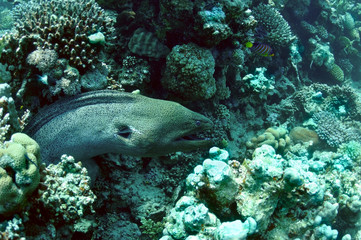 moray eel in reef