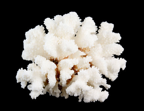 White coral isolated on black