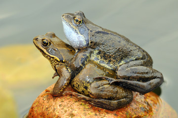 Springfrosch