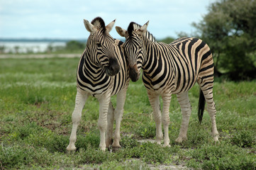 Zebras im Etoscha Nationalpark