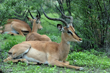 Impala im Etoscha Nationalpark