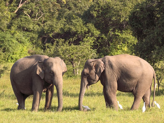 Fototapeta premium two sri lankan elephants