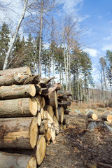 Deforestation area with pile of logs in forest