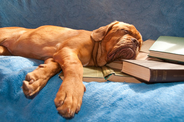 dogue de bordeaux asleep