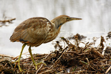 American Bittern Patrolling the Marsh