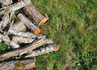 Fire wood on grass
