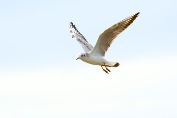 Freshwater seagulls.
