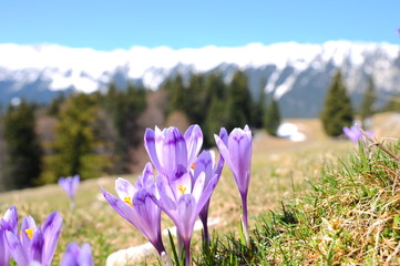 Purple crocus in spring season
