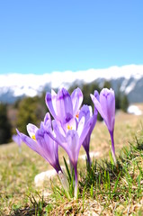 Purple crocus in spring season