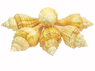 yellow seashell