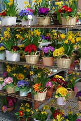 Fototapeta premium Spring flowers