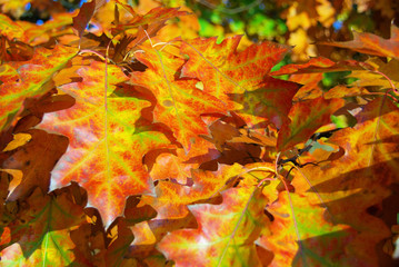 Eichenlaub - Oak leaf cluster 08