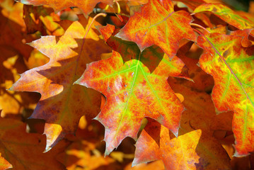 Eichenlaub - Oak leaf cluster 09