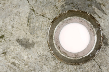 old dog bowl with milk in concret soil