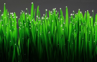 grass with water drops