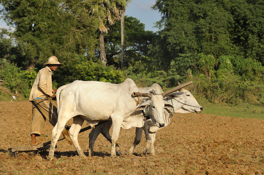 Un paysan laboure son champs, cambodge