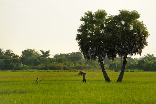 Un homme et son fils à travers les rizières prés de Battambang