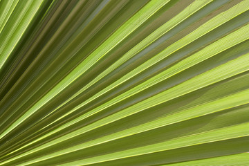 Obraz premium Down view on a leaf from a palm tree