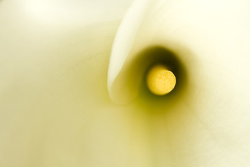 ONe calla in soft focus filling the frame