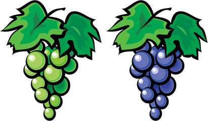 Grape vine illustration