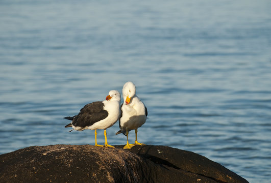 Pacific gulls preening, early morning
