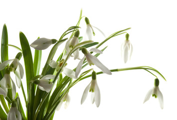 Snowdrop bouquet on white background