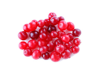cranberry on white