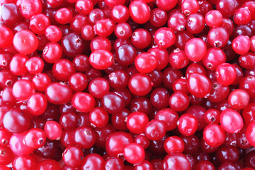 ripe cranberries