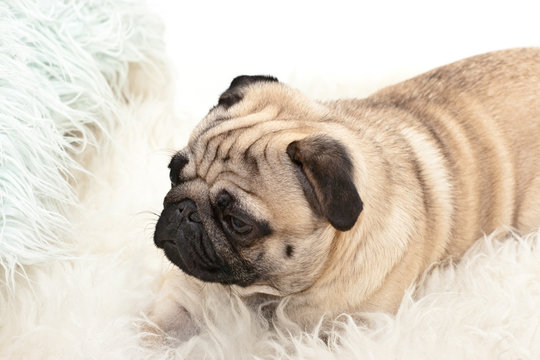 Tired pug lying on the  carpet with a thick pile