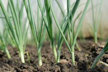 young onion
