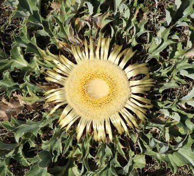 barom&egrave;tre naturel
