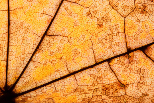 Herbstlaub Ahorn Detail