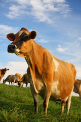 Mature Jersey Cow in Kikuyu Field