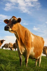 Crédence de cuisine en verre imprimé Vache Mature Jersey Cow in Kikuyu Field