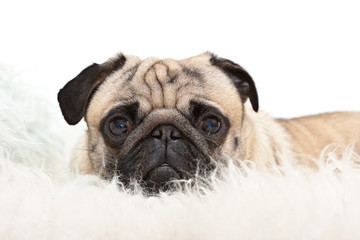 Sweet tired pug is watching