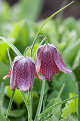 Fritillary with morning dew