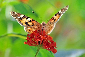 Aglais urticae