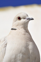 White Collared Dove
