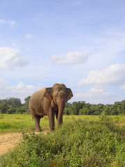 Fototapeta na wymiar sri lankan elephant