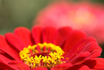 百日草の花のアップ