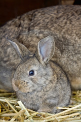 Naklejka premium rabbit6