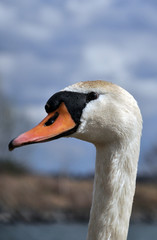 swan
